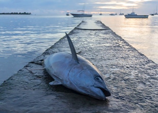 A good catch of the day, yellowfin tuna